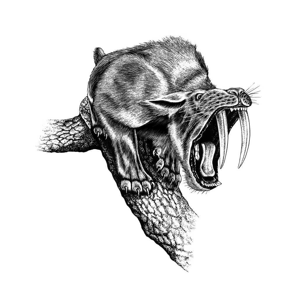 Saber Toothed Cat, Smilodon Fatalis